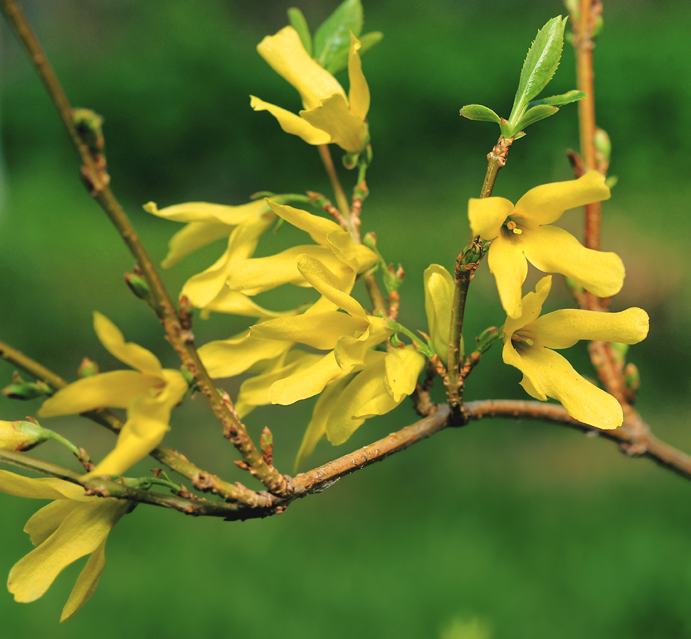 Изображение особи род Forsythia.