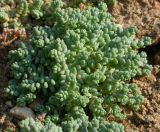 Sedum dasyphyllum