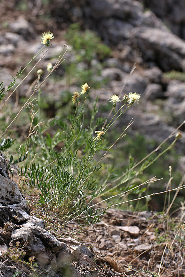 Изображение особи Rhaponticoides kultiassovii.