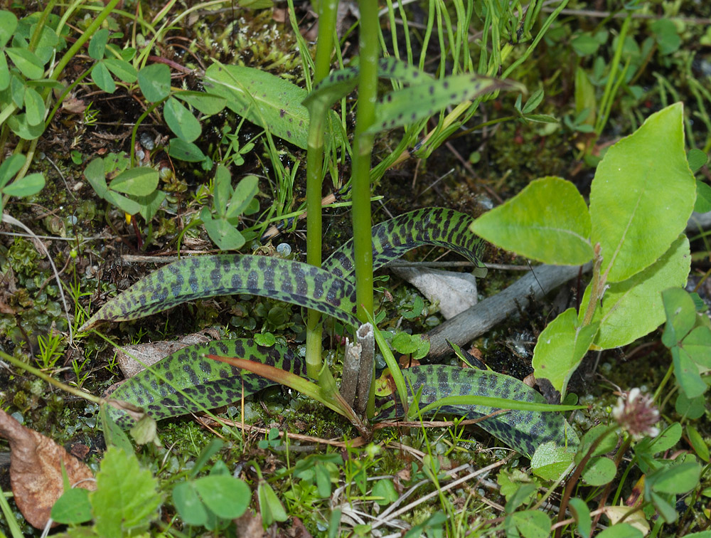 Image of Dactylorhiza psychrophila specimen.
