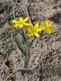 Gagea altaica. Цветущее растение. Казахстан, окр. г. Байконур. 12.04.2010.