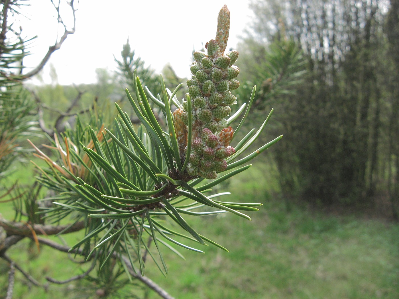 Изображение особи Pinus banksiana.