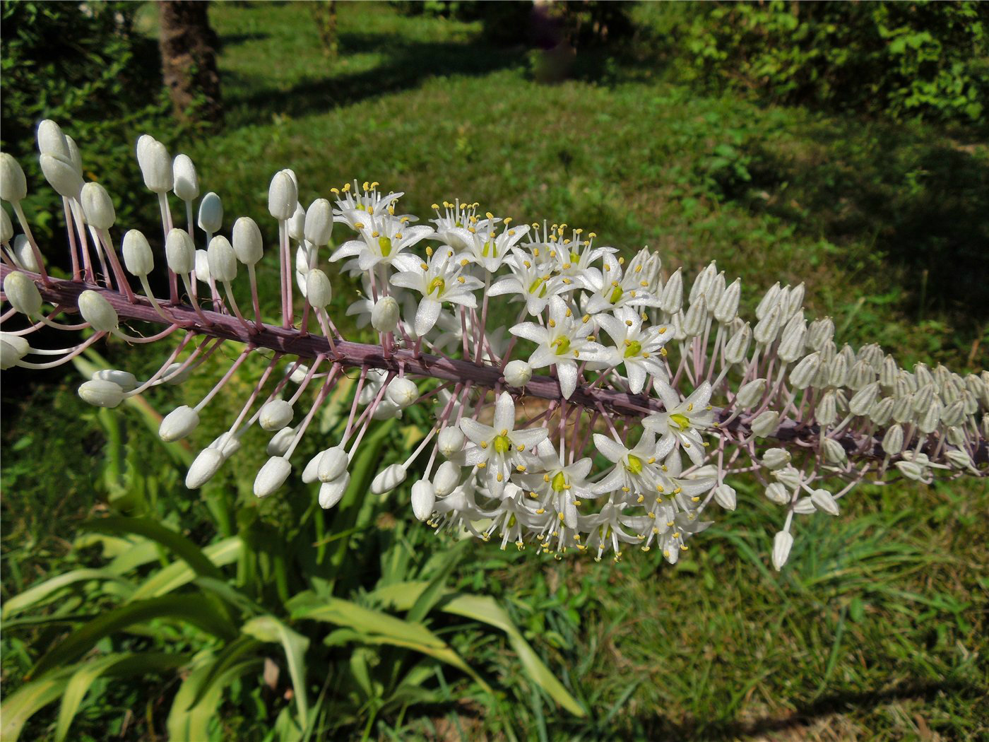 Изображение особи Drimia maritima.