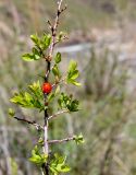Spiraea hypericifolia