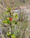 Spiraea hypericifolia. Ветвь с распускающимися листьями и охотящейся божьей коровкой. Казахстан, Джунгарский Алатау, долина р. Коксу, высокий берег над порогом Свирепый Гарри, степь. 1 мая 2014 г.