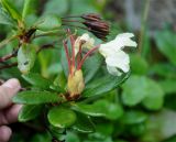 Rhododendron aureum. Верхушки побегов с соцветием и соплодием. Тува, Тоджинский р-н, долина р. Аржаан-Хем, скалы на опушке хвойного леса. 07.07.2015.