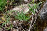 Potentilla argentea. Нижняя часть побега. Свердловская обл., окр. г. Североуральск, основание скал Грюнвальда. 11.07.2014.