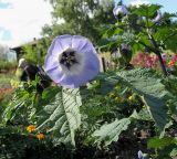Nicandra physalodes