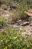 Karatavia kultiassovii. Цветущее растение. Южный Казахстан, горы Алатау (Даубаба), северный склон вершины 1734, высота ~1500 м н.у.м. 16.07.2014.