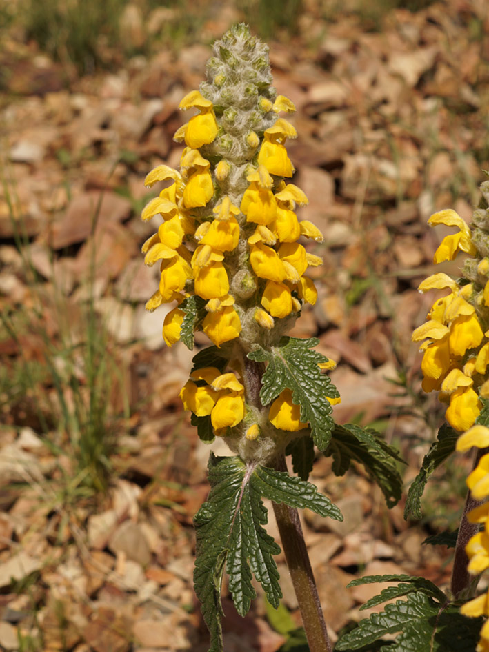 Изображение особи Phlomoides speciosa.