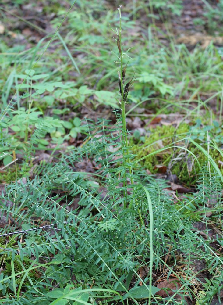 Изображение особи Oxytropis interposita.