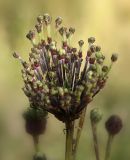 Cirsium arvense