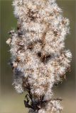 Solidago virgaurea