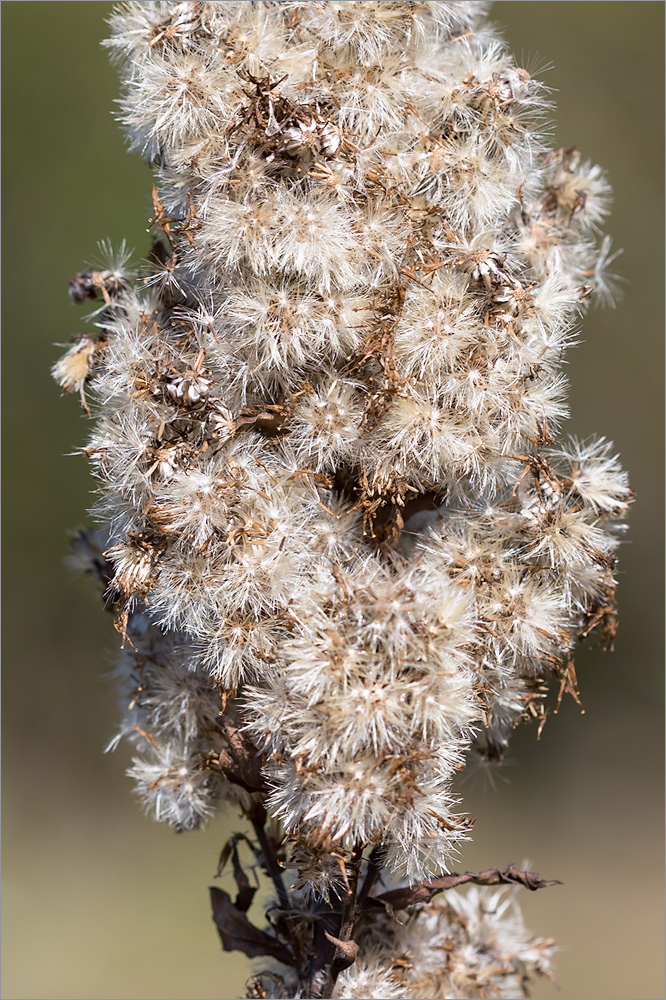 Изображение особи Solidago virgaurea.