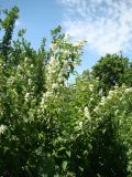 Philadelphus coronarius. Цветущее растение. Пензенская обл., Белинский р-н, музей-заповедник \"Тарханы\", в культуре. 13 июня 2013 г.