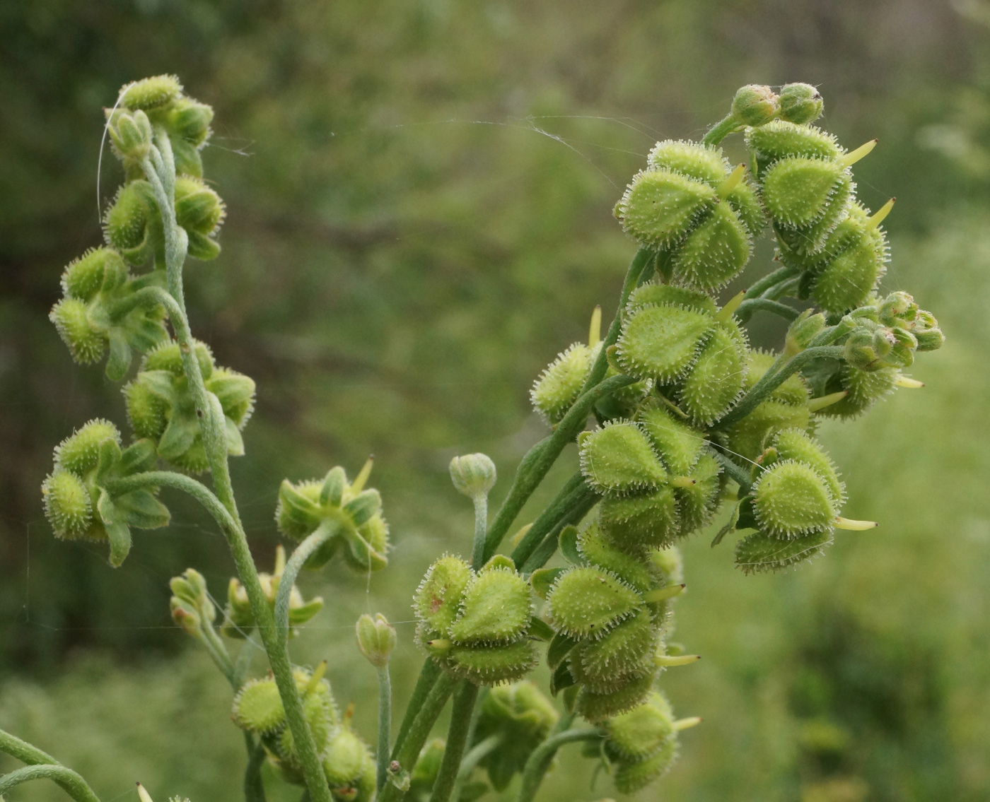 Изображение особи Cynoglossum viridiflorum.