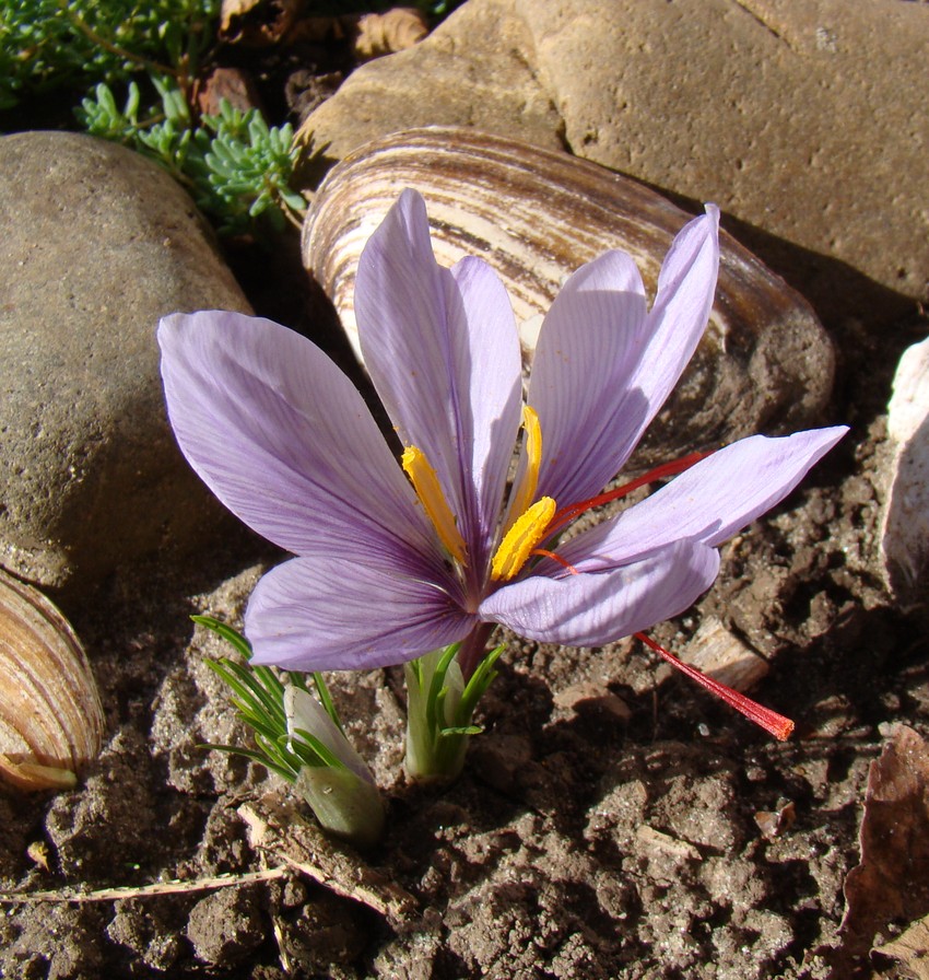 Шафран посевной. Крокус сативус. Крокус посевной. Crocus sativus корнями,.