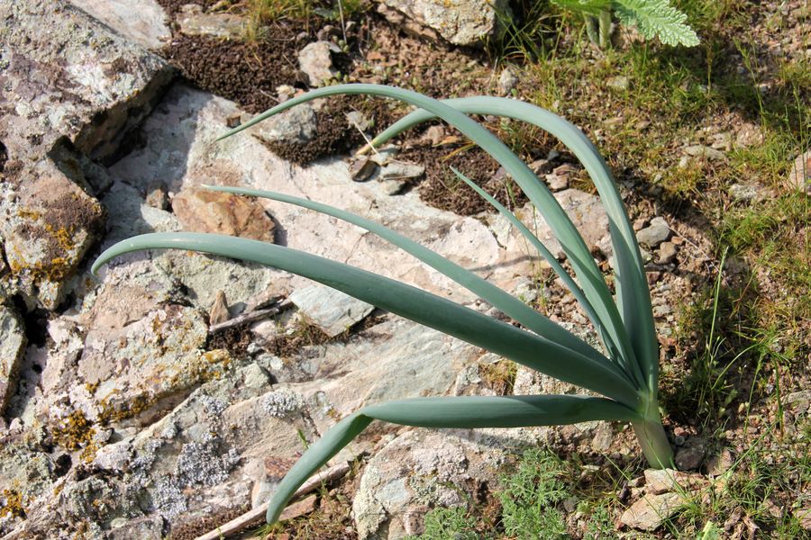 Image of Allium praemixtum specimen.