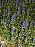 Ajuga reptans. Цветущие растения. Узбекистан, г. Ташкент, пос. Улугбек. 04.04.2016.