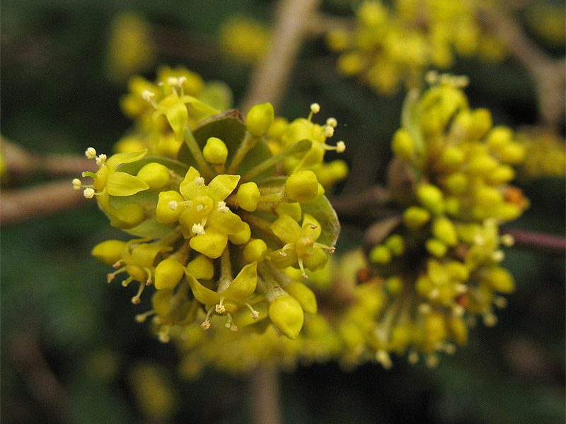 Image of Cornus mas specimen.