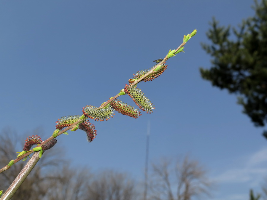Image of Salix integra specimen.