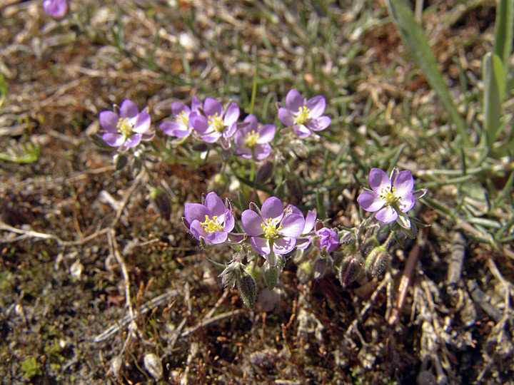 Image of Spergularia rubra specimen.