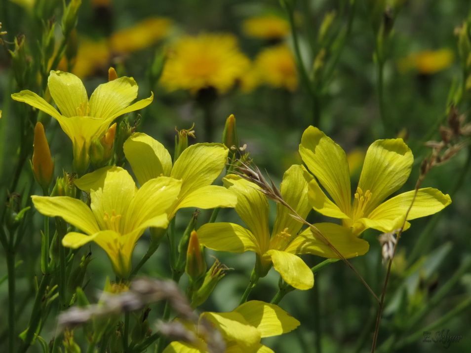 Изображение особи Linum flavum.