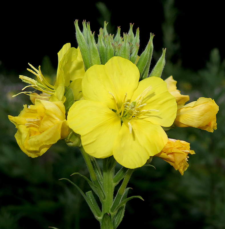 Изображение особи Oenothera biennis.