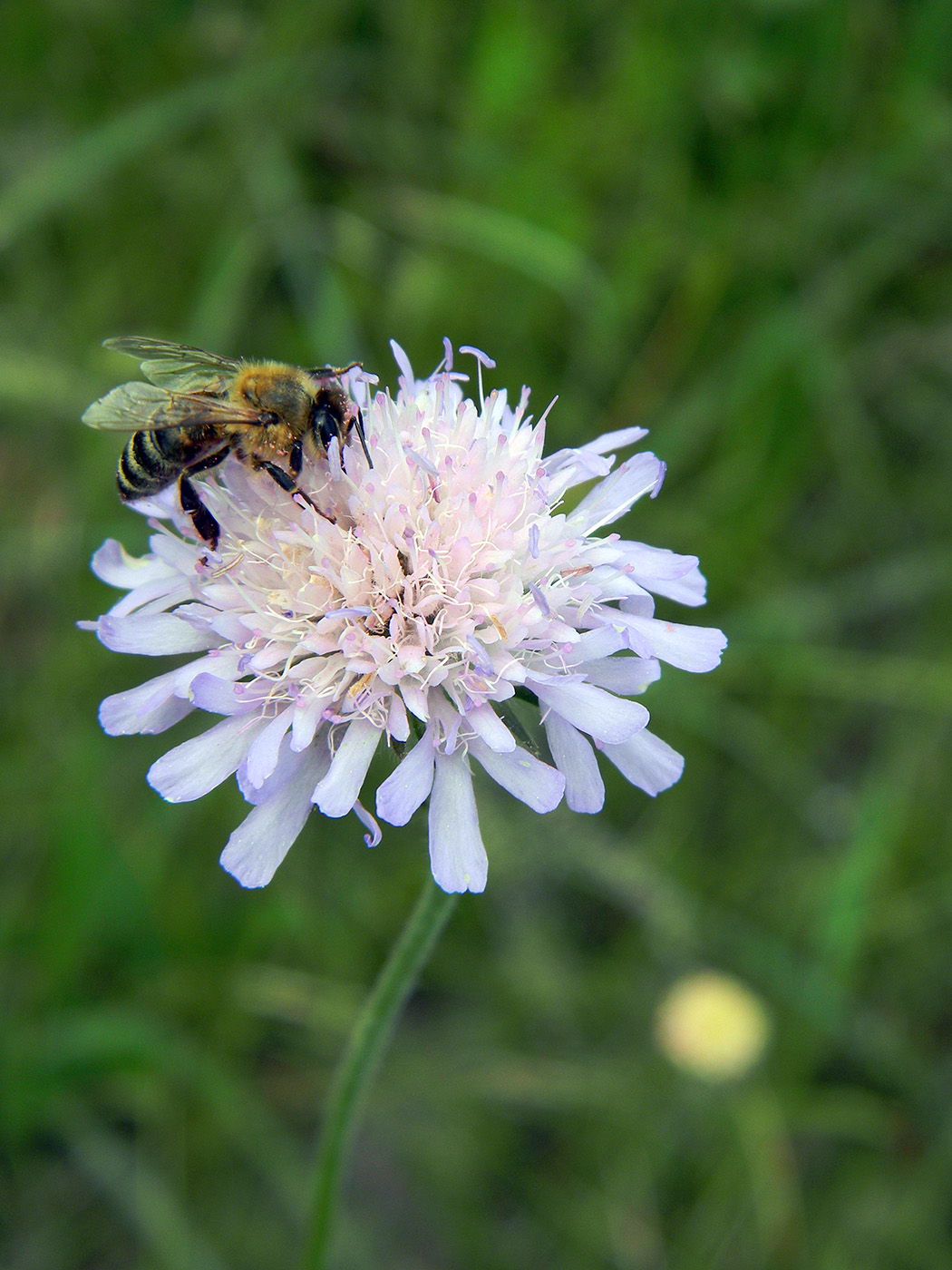 Image of Knautia arvensis specimen.