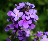 Hesperis matronalis