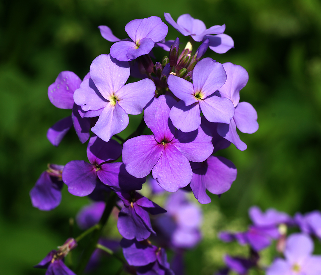 Изображение особи Hesperis matronalis.