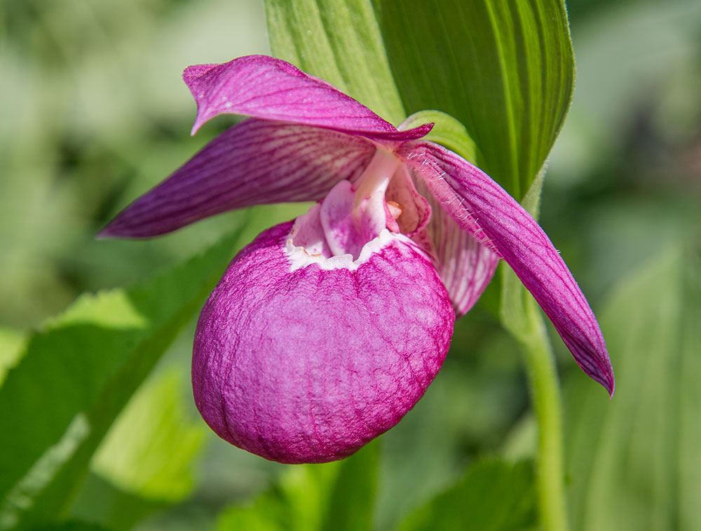 Image of Cypripedium macranthos specimen.