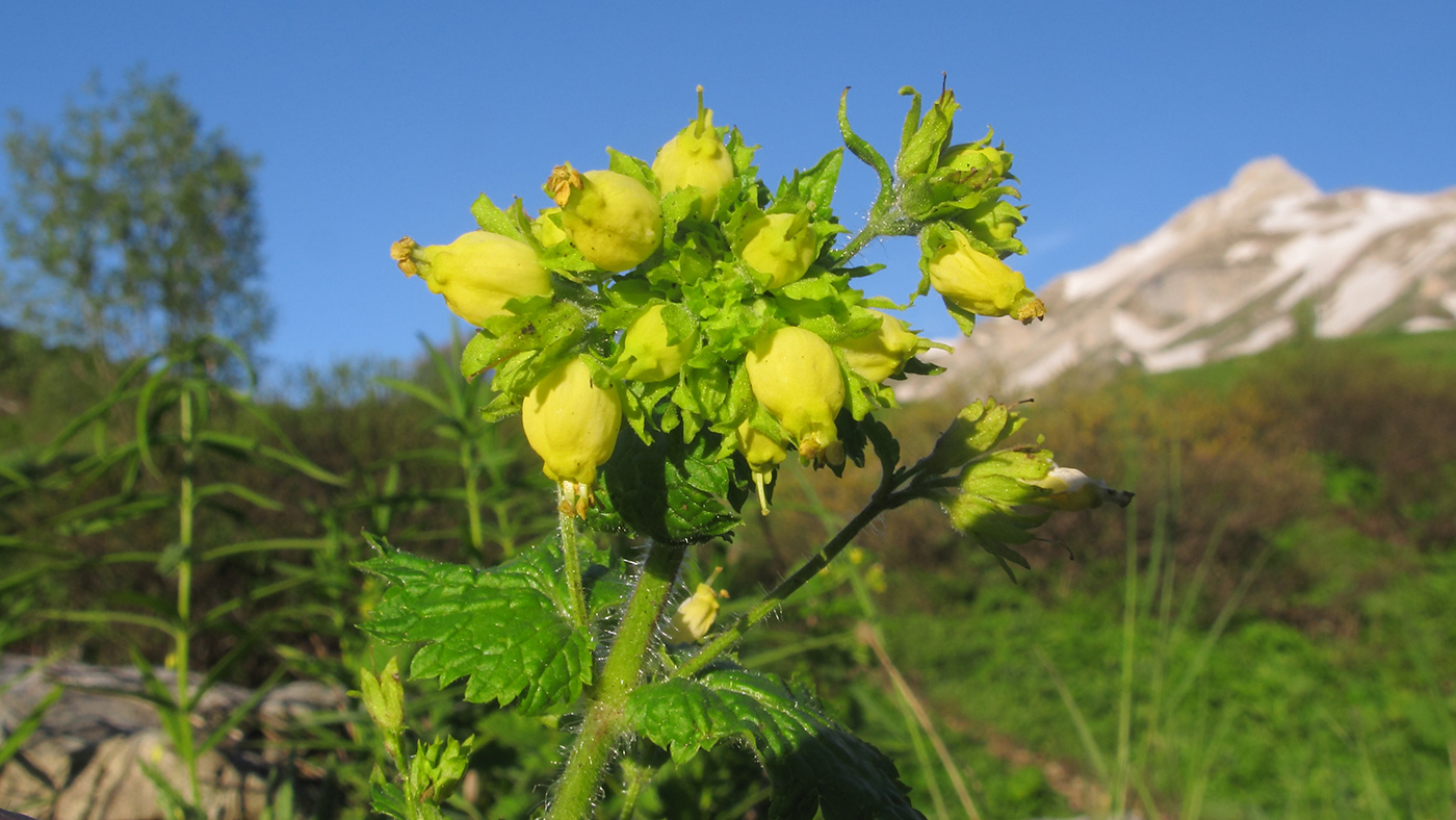 Изображение особи Scrophularia chrysantha.