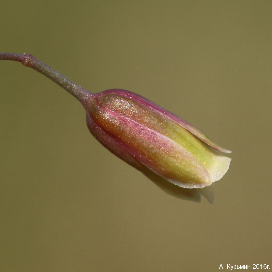 Image of Asparagus officinalis specimen.