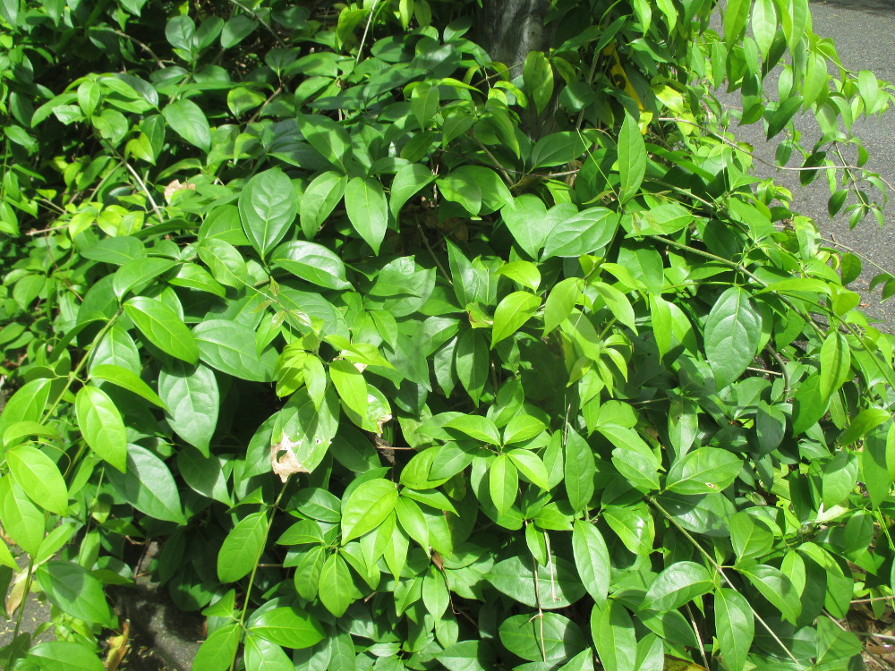 Image of Mansoa alliacea specimen.