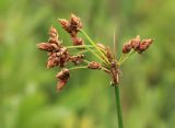 Schoenoplectus lacustris