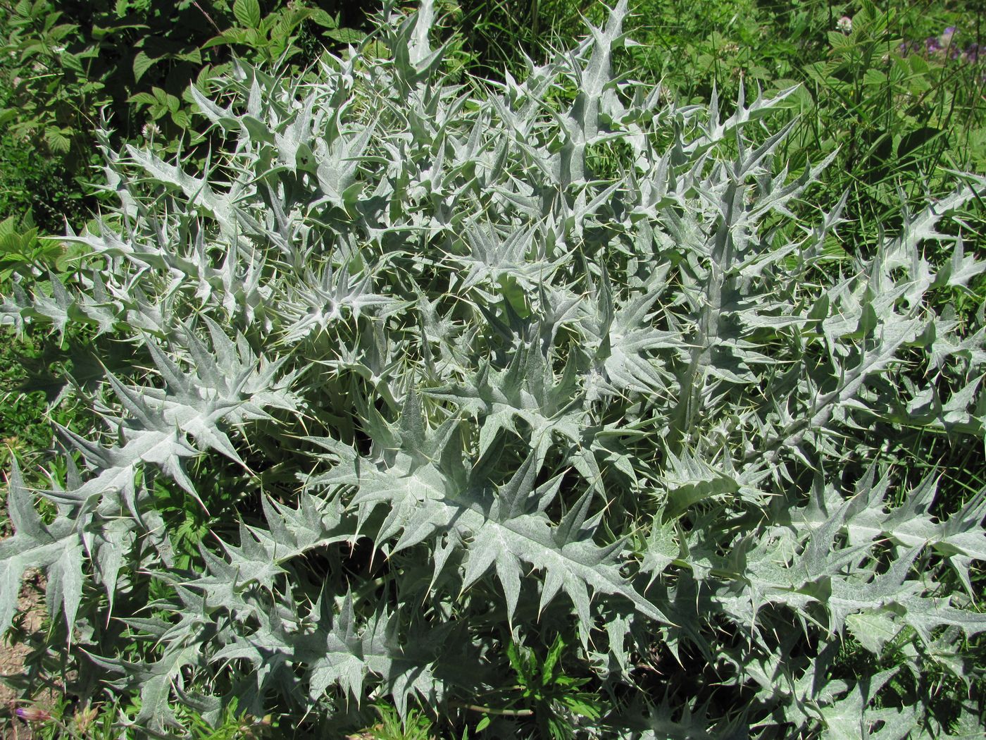 Изображение особи Cirsium cephalotes.