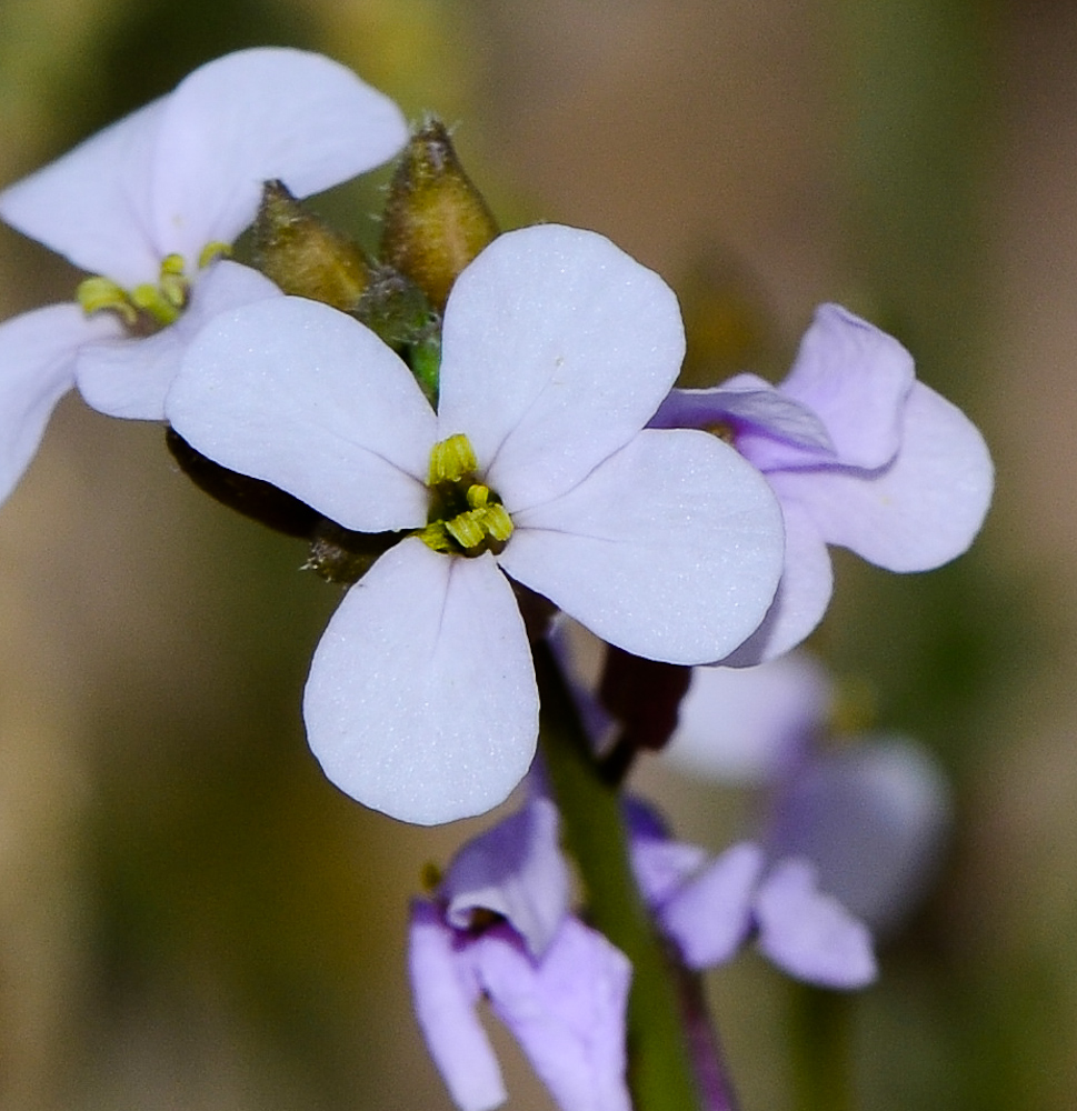 Изображение особи Erucaria rostrata.