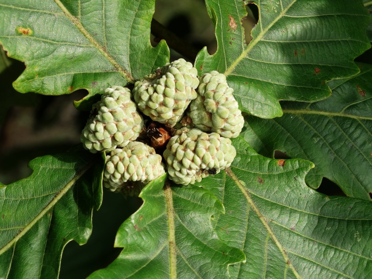 Изображение особи Quercus mongolica.