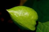 View full-size image Calystegia silvatica