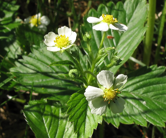 Image of Fragaria &times; ananassa specimen.