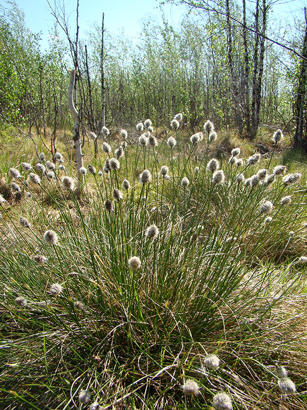 Image of Eriophorum vaginatum specimen.