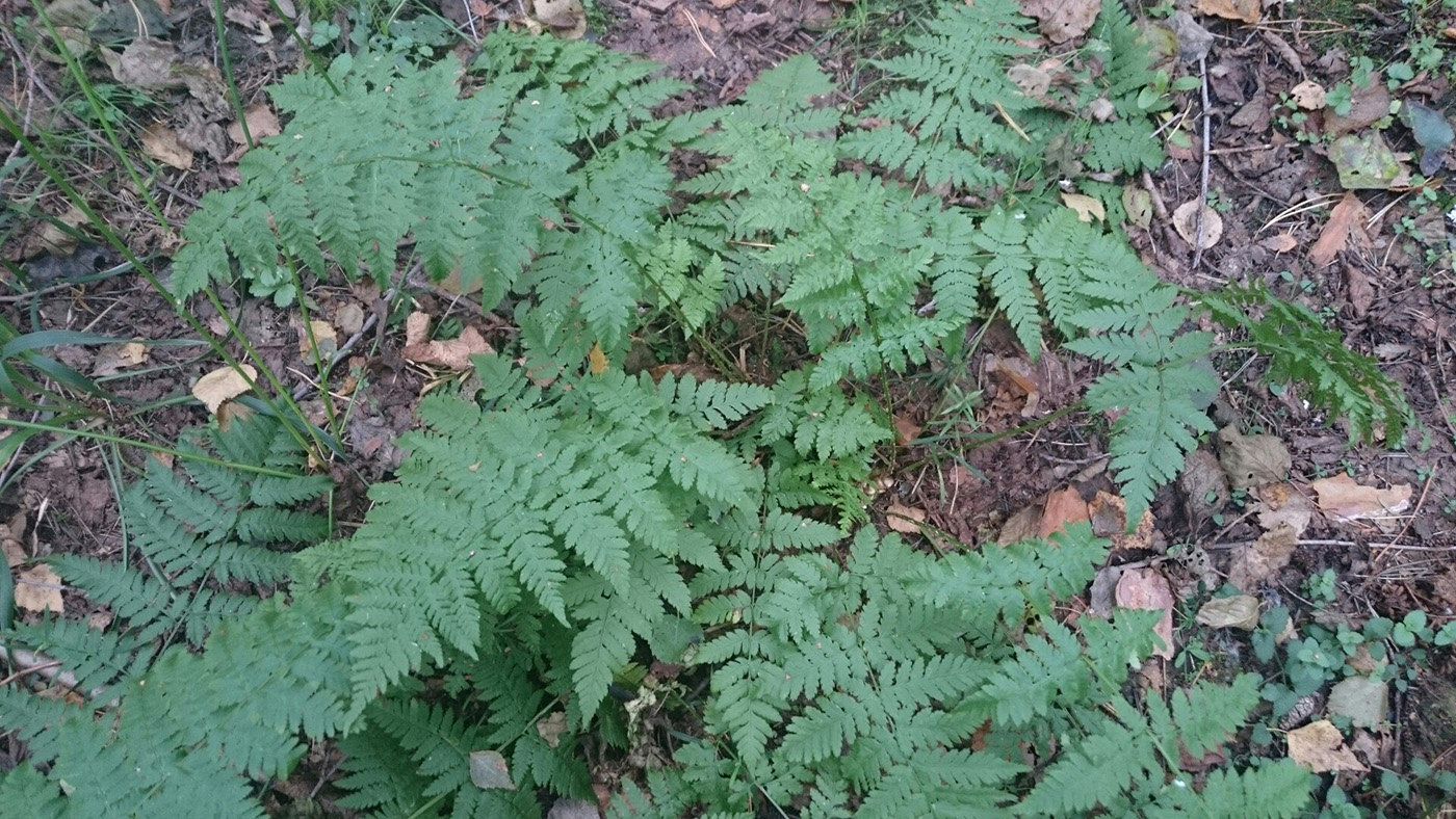 Изображение особи Dryopteris carthusiana.
