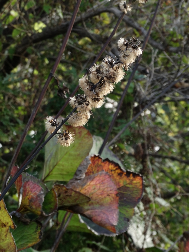 Изображение особи Ligularia fischeri.