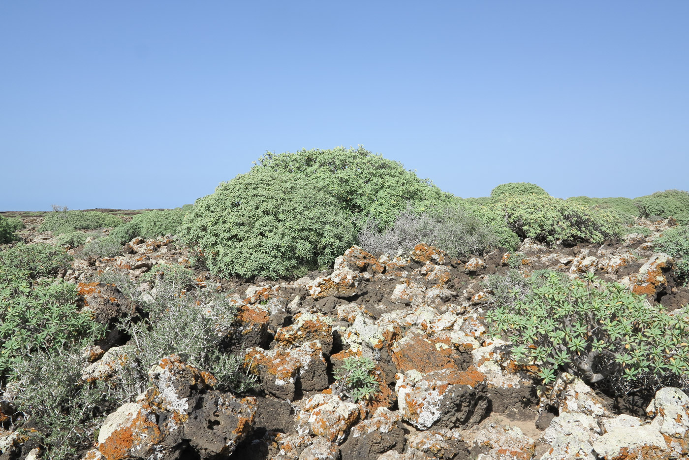 Изображение особи Euphorbia balsamifera.