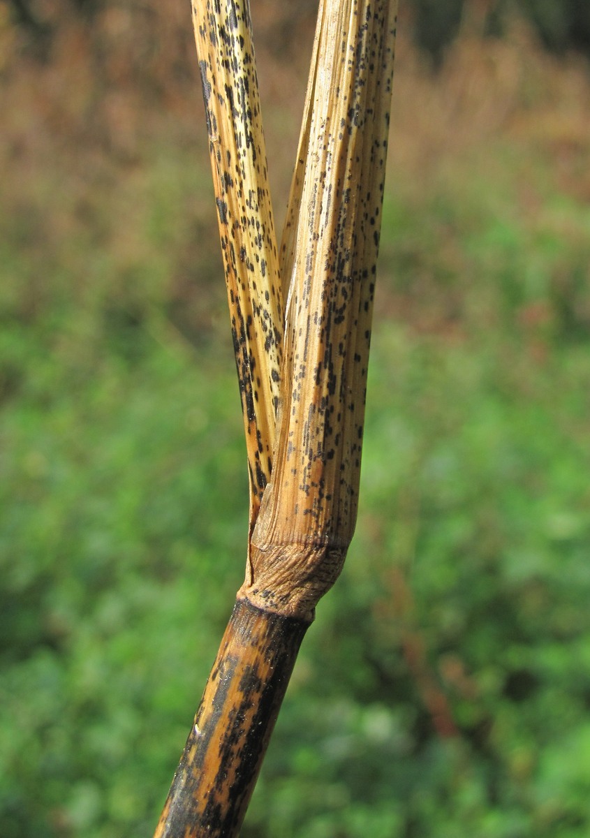 Изображение особи Echinochloa crus-galli.