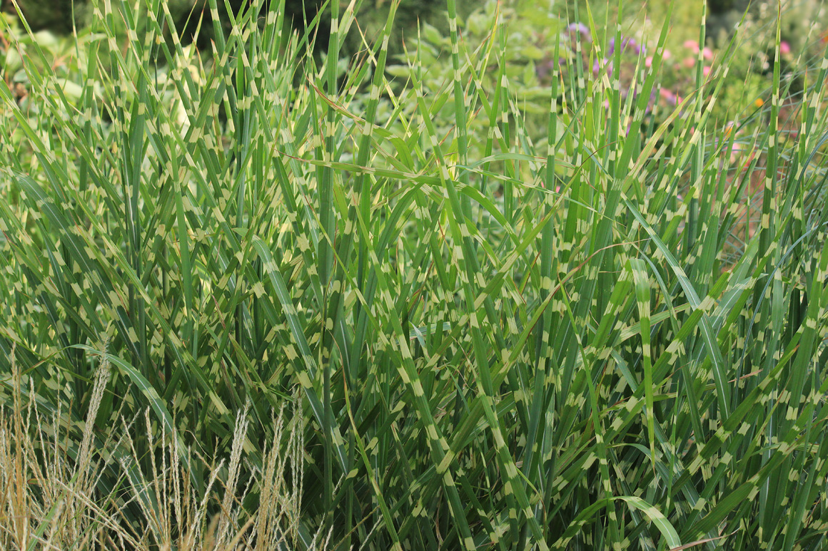 Изображение особи Miscanthus sinensis.