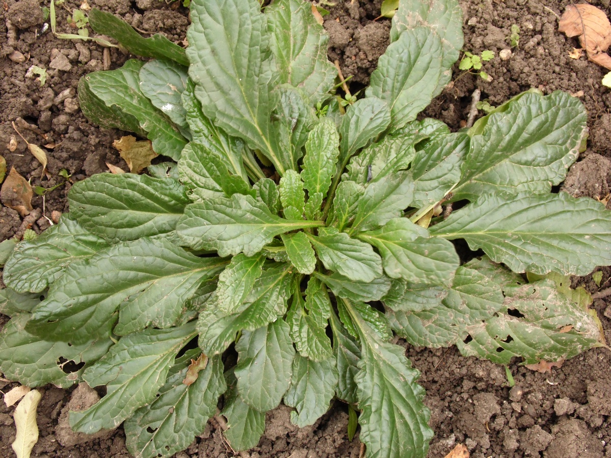 Image of Ajuga reptans specimen.