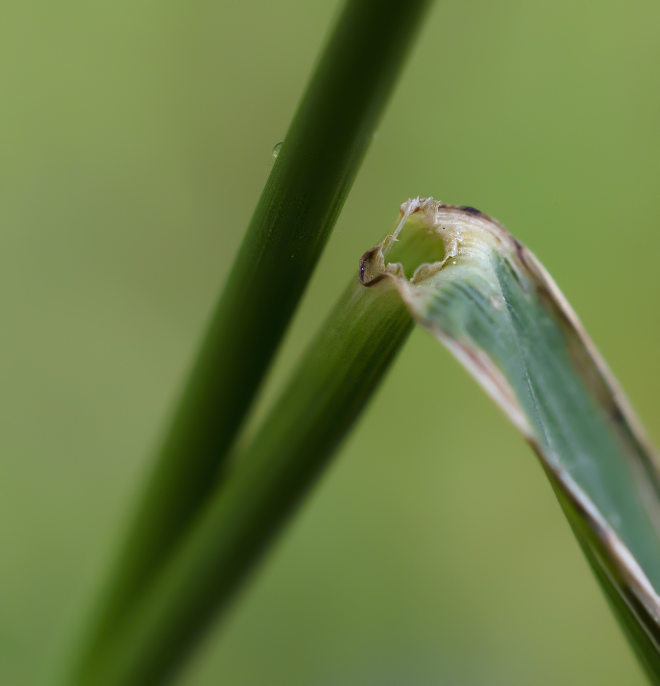 Изображение особи Elymus excelsus.