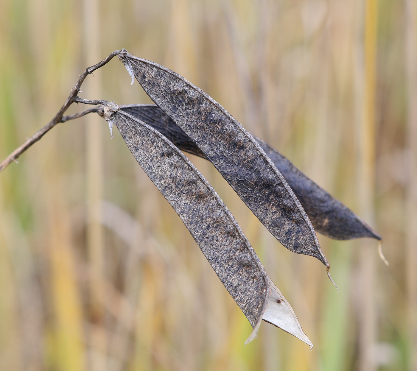 Image of Lathyrus sylvestris specimen.